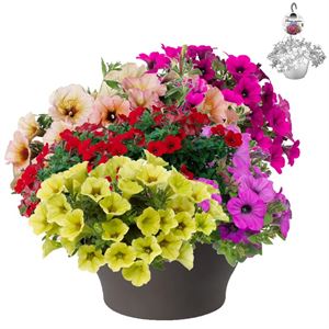 Bild von HP30 XXL Mix 02